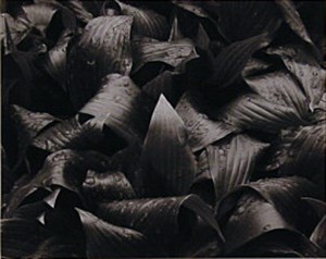 Image description is not available for 1996.085